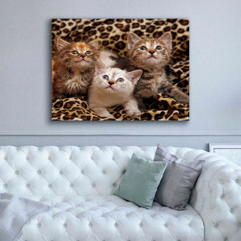 Image of 'Kittens' by Mike Jones, Giclee Canvas Wall Art,54 x 40