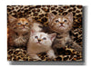'Kittens' by Mike Jones, Giclee Canvas Wall Art