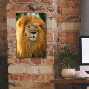 'Lion' by Mike Jones, Giclee Canvas Wall Art,12 x 18