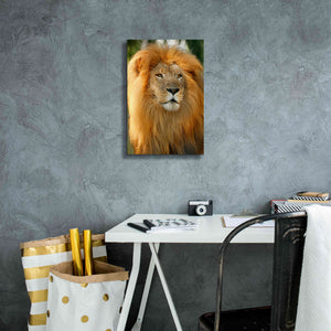 'Lion' by Mike Jones, Giclee Canvas Wall Art,12 x 18