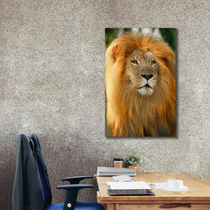 'Lion' by Mike Jones, Giclee Canvas Wall Art,26 x 40