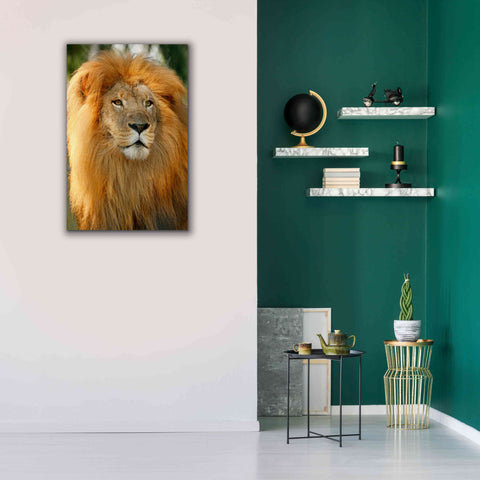 Image of 'Lion' by Mike Jones, Giclee Canvas Wall Art,26 x 40