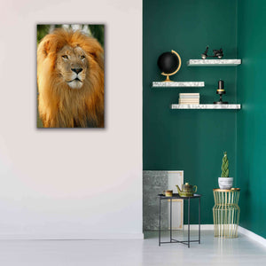 'Lion' by Mike Jones, Giclee Canvas Wall Art,26 x 40