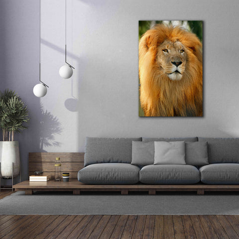 Image of 'Lion' by Mike Jones, Giclee Canvas Wall Art,40 x 60