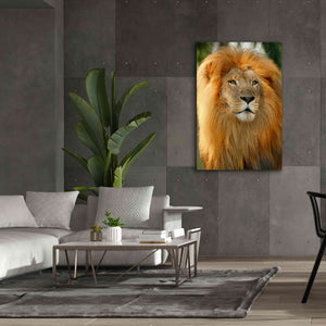 'Lion' by Mike Jones, Giclee Canvas Wall Art,40 x 60