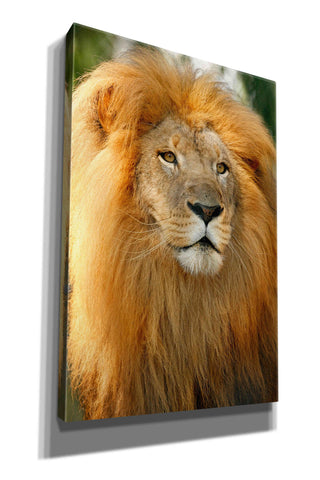 Image of 'Lion' by Mike Jones, Giclee Canvas Wall Art