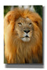 'Lion' by Mike Jones, Giclee Canvas Wall Art