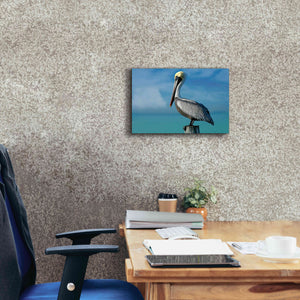 'Pelican' by Mike Jones, Giclee Canvas Wall Art,18 x 12