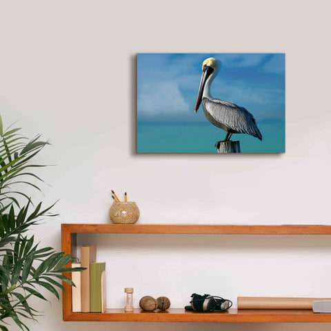 Image of 'Pelican' by Mike Jones, Giclee Canvas Wall Art,18 x 12
