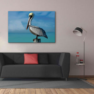 'Pelican' by Mike Jones, Giclee Canvas Wall Art,60 x 40