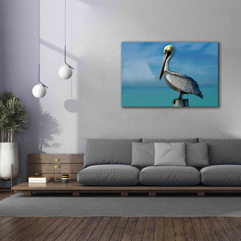 Image of 'Pelican' by Mike Jones, Giclee Canvas Wall Art,60 x 40