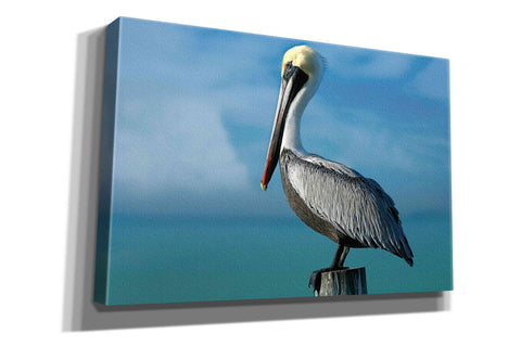 Image of 'Pelican' by Mike Jones, Giclee Canvas Wall Art