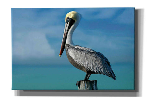 Image of 'Pelican' by Mike Jones, Giclee Canvas Wall Art