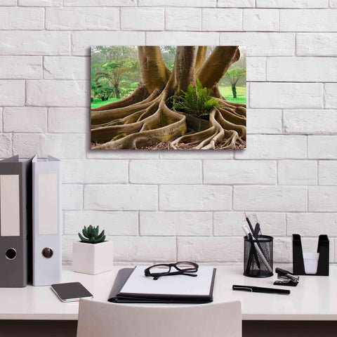 Image of 'Roots Sarasots Big Tree' by Mike Jones, Giclee Canvas Wall Art,18 x 12