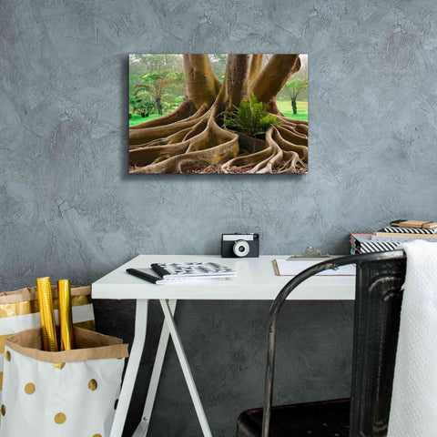 Image of 'Roots Sarasots Big Tree' by Mike Jones, Giclee Canvas Wall Art,18 x 12