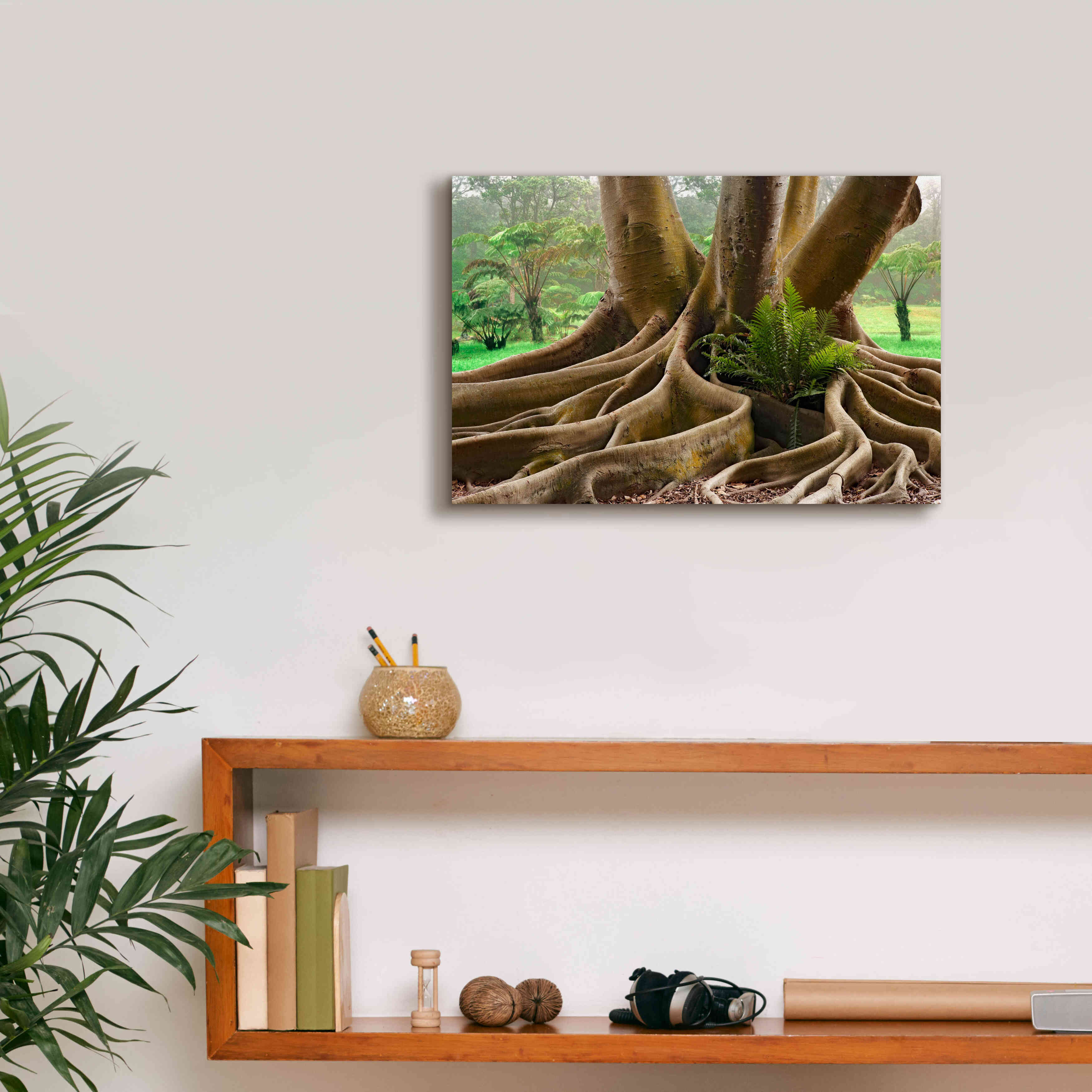 'Roots Sarasots Big Tree' by Mike Jones, Giclee Canvas Wall Art,18 x 12