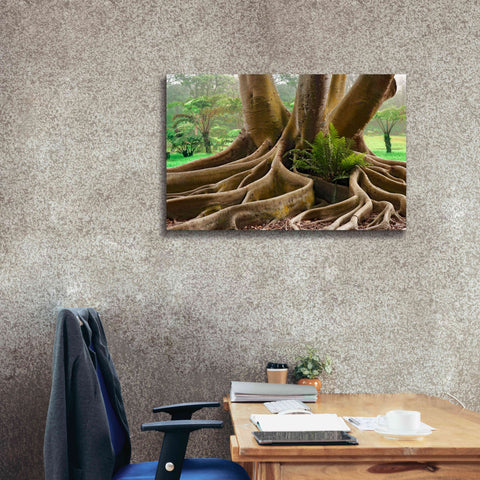 Image of 'Roots Sarasots Big Tree' by Mike Jones, Giclee Canvas Wall Art,40 x 26