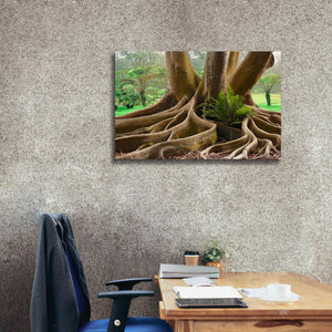 'Roots Sarasots Big Tree' by Mike Jones, Giclee Canvas Wall Art,40 x 26