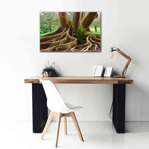 Image of 'Roots Sarasots Big Tree' by Mike Jones, Giclee Canvas Wall Art,40 x 26