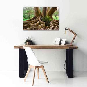 'Roots Sarasots Big Tree' by Mike Jones, Giclee Canvas Wall Art,40 x 26