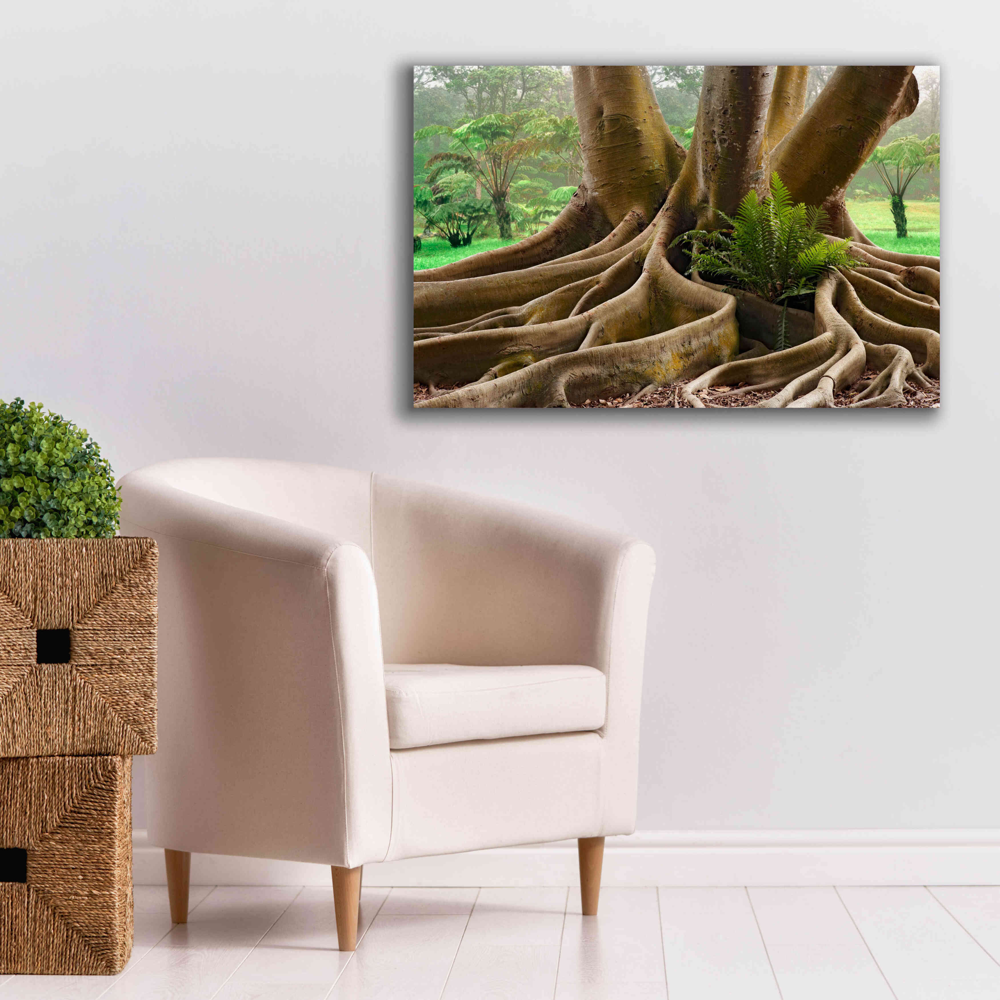 'Roots Sarasots Big Tree' by Mike Jones, Giclee Canvas Wall Art,40 x 26