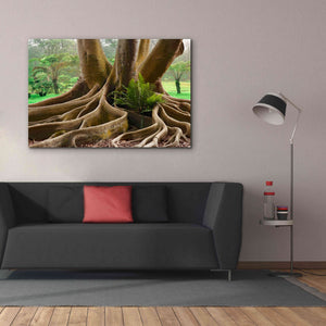 'Roots Sarasots Big Tree' by Mike Jones, Giclee Canvas Wall Art,60 x 40