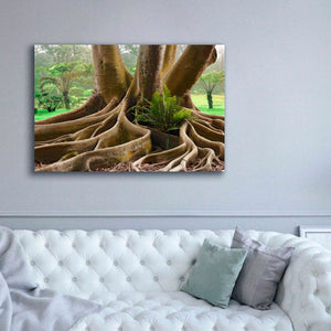 'Roots Sarasots Big Tree' by Mike Jones, Giclee Canvas Wall Art,60 x 40