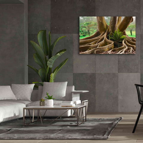 Image of 'Roots Sarasots Big Tree' by Mike Jones, Giclee Canvas Wall Art,60 x 40