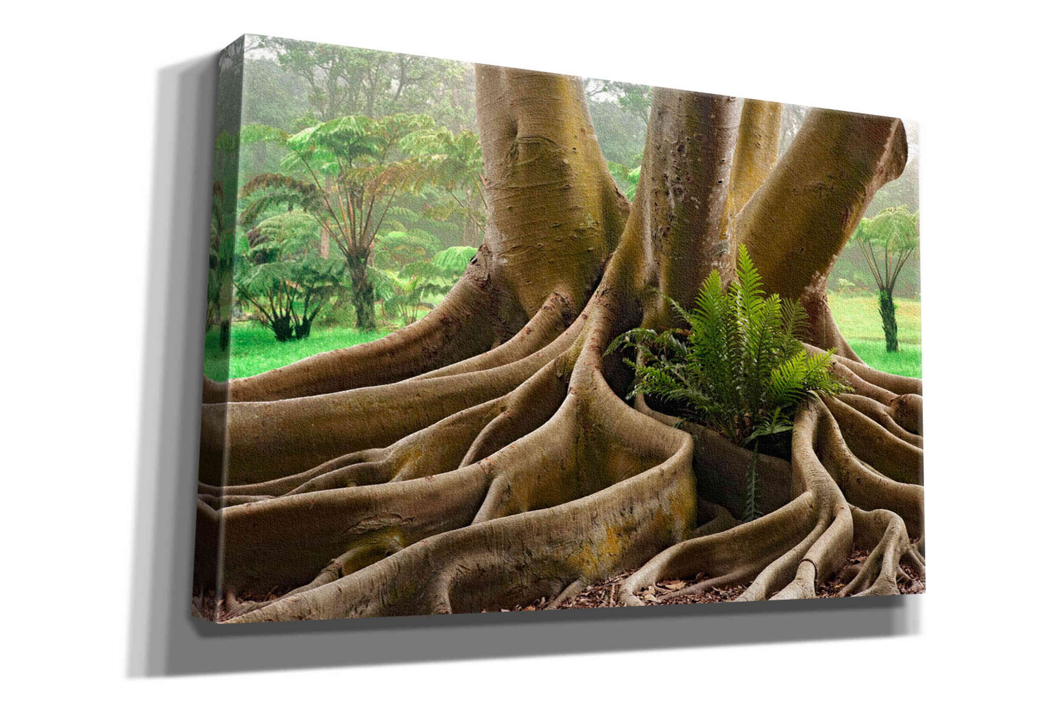 'Roots Sarasots Big Tree' by Mike Jones, Giclee Canvas Wall Art