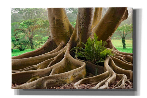Image of 'Roots Sarasots Big Tree' by Mike Jones, Giclee Canvas Wall Art