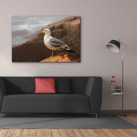 Image of 'Seagull' by Mike Jones, Giclee Canvas Wall Art,60 x 40