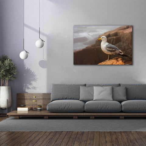 Image of 'Seagull' by Mike Jones, Giclee Canvas Wall Art,60 x 40