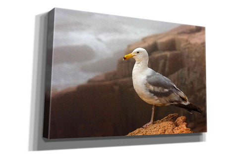 Image of 'Seagull' by Mike Jones, Giclee Canvas Wall Art