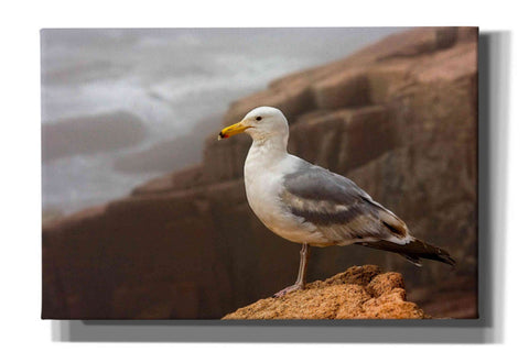 Image of 'Seagull' by Mike Jones, Giclee Canvas Wall Art