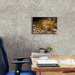 'Denver Zoo Snow Leopard' by Mike Jones, Giclee Canvas Wall Art,18 x 12