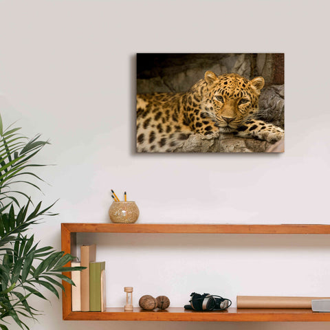 Image of 'Denver Zoo Snow Leopard' by Mike Jones, Giclee Canvas Wall Art,18 x 12