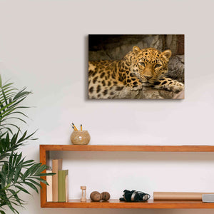 'Denver Zoo Snow Leopard' by Mike Jones, Giclee Canvas Wall Art,18 x 12