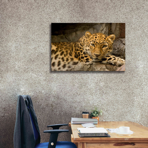 Image of 'Denver Zoo Snow Leopard' by Mike Jones, Giclee Canvas Wall Art,40 x 26