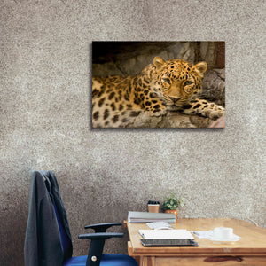'Denver Zoo Snow Leopard' by Mike Jones, Giclee Canvas Wall Art,40 x 26