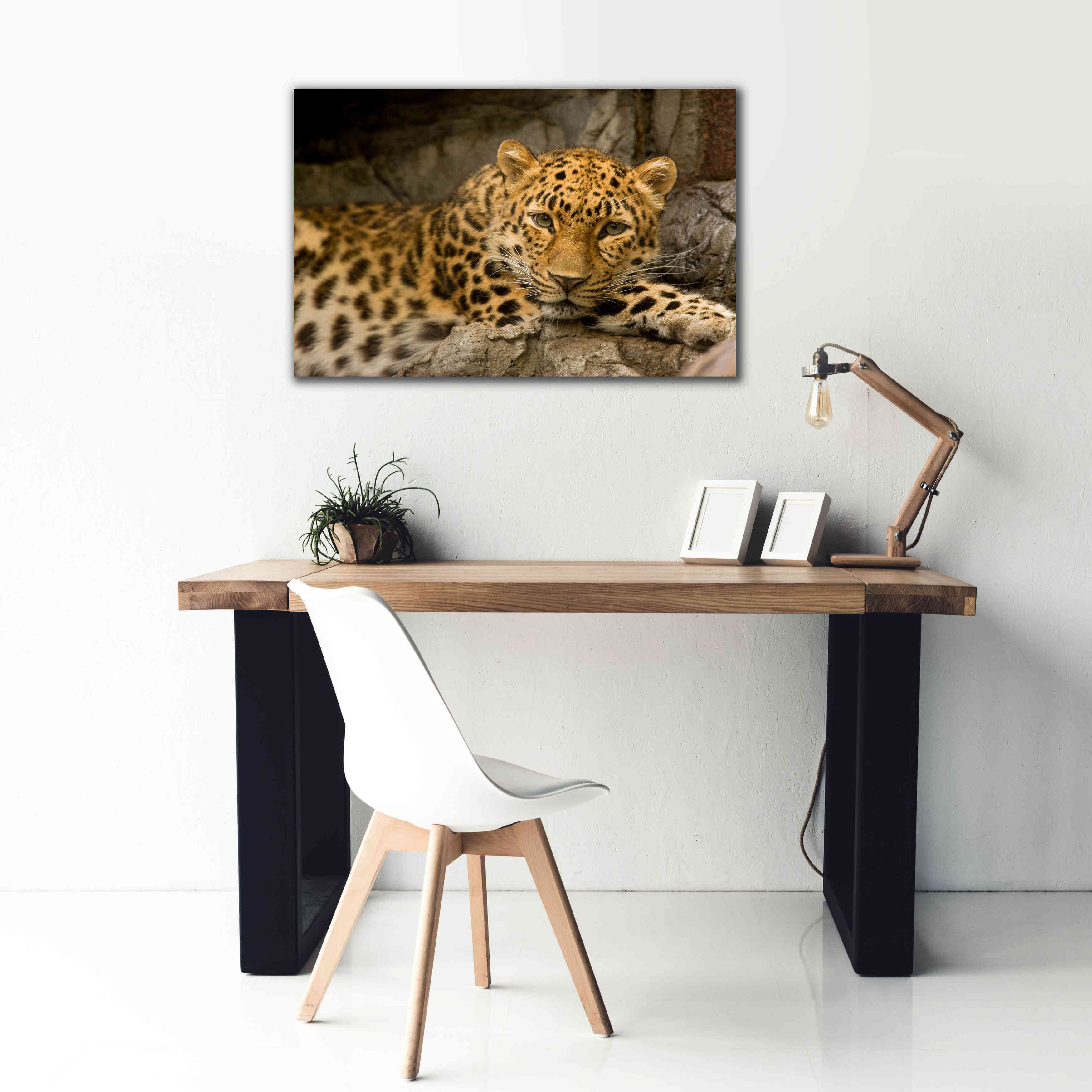 'Denver Zoo Snow Leopard' by Mike Jones, Giclee Canvas Wall Art,40 x 26