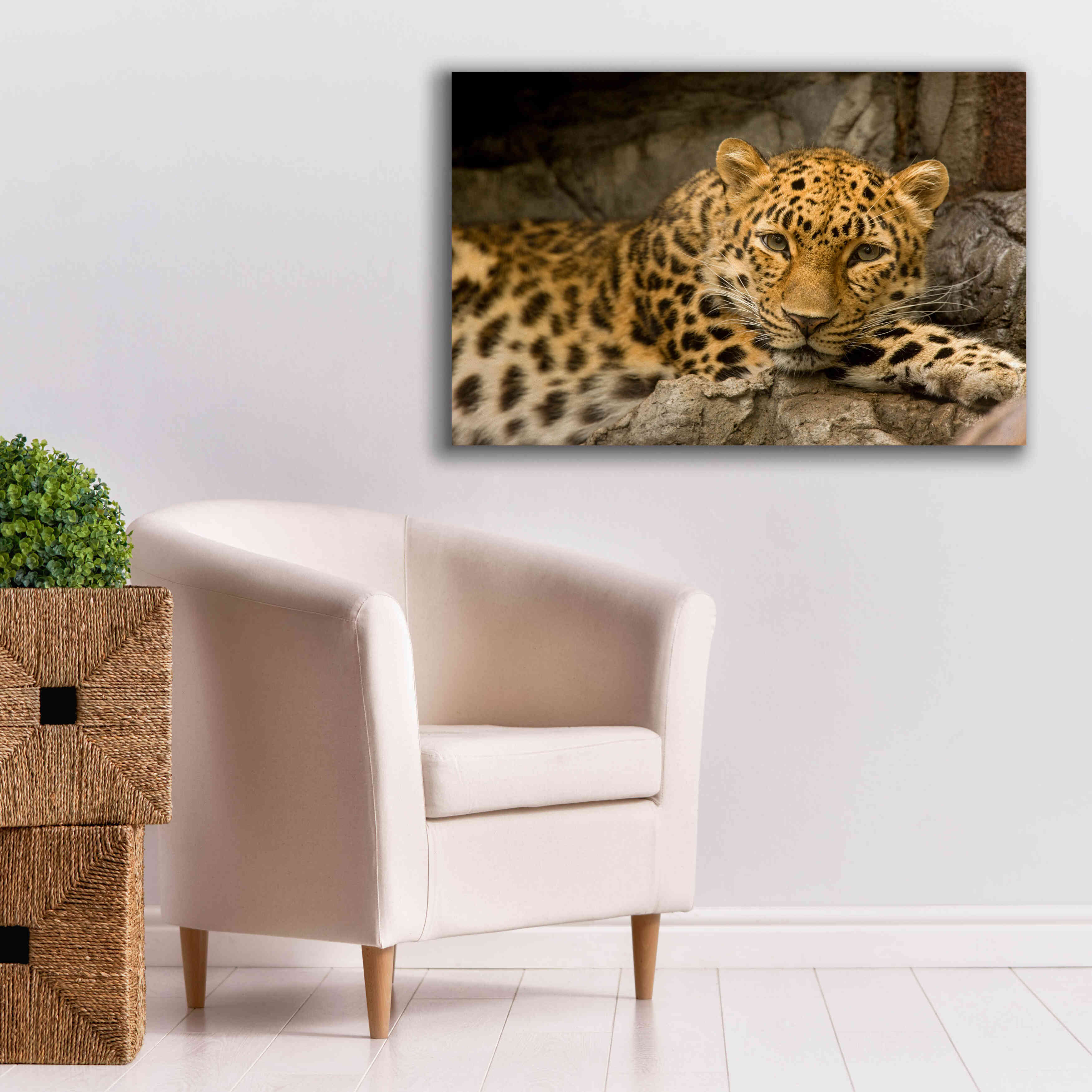 'Denver Zoo Snow Leopard' by Mike Jones, Giclee Canvas Wall Art,40 x 26