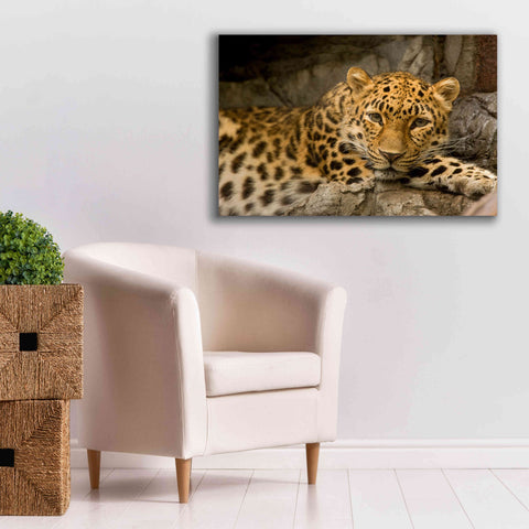 Image of 'Denver Zoo Snow Leopard' by Mike Jones, Giclee Canvas Wall Art,40 x 26