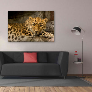 'Denver Zoo Snow Leopard' by Mike Jones, Giclee Canvas Wall Art,60 x 40