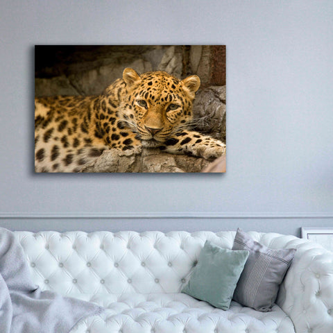 Image of 'Denver Zoo Snow Leopard' by Mike Jones, Giclee Canvas Wall Art,60 x 40