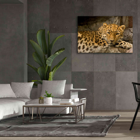 Image of 'Denver Zoo Snow Leopard' by Mike Jones, Giclee Canvas Wall Art,60 x 40