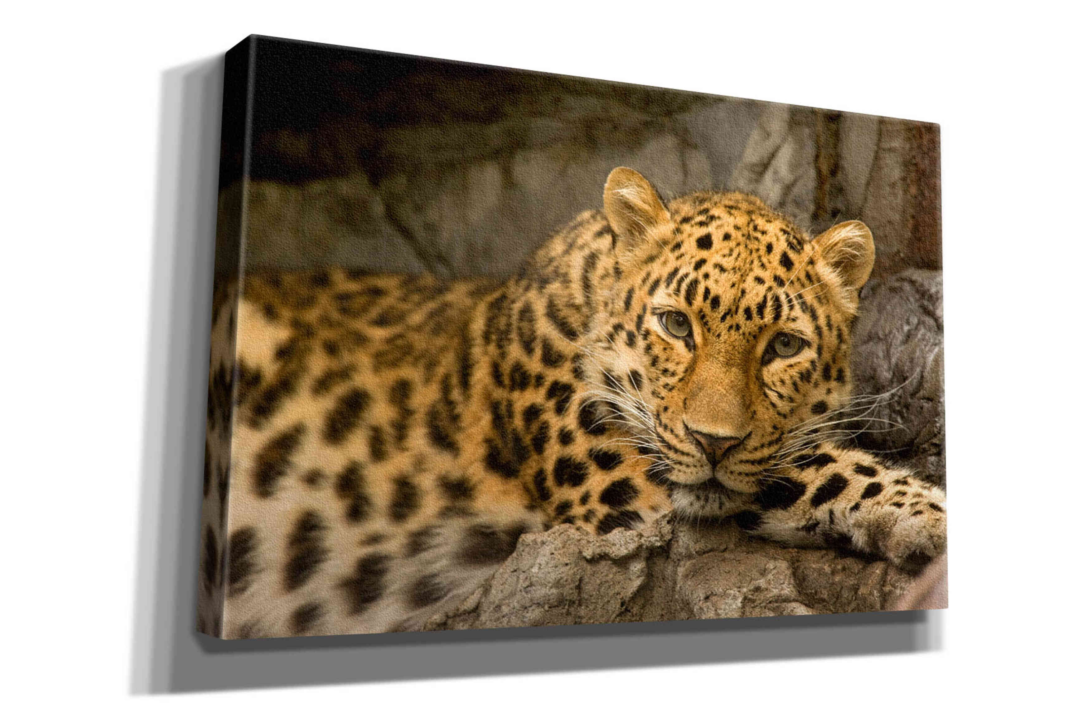 'Denver Zoo Snow Leopard' by Mike Jones, Giclee Canvas Wall Art