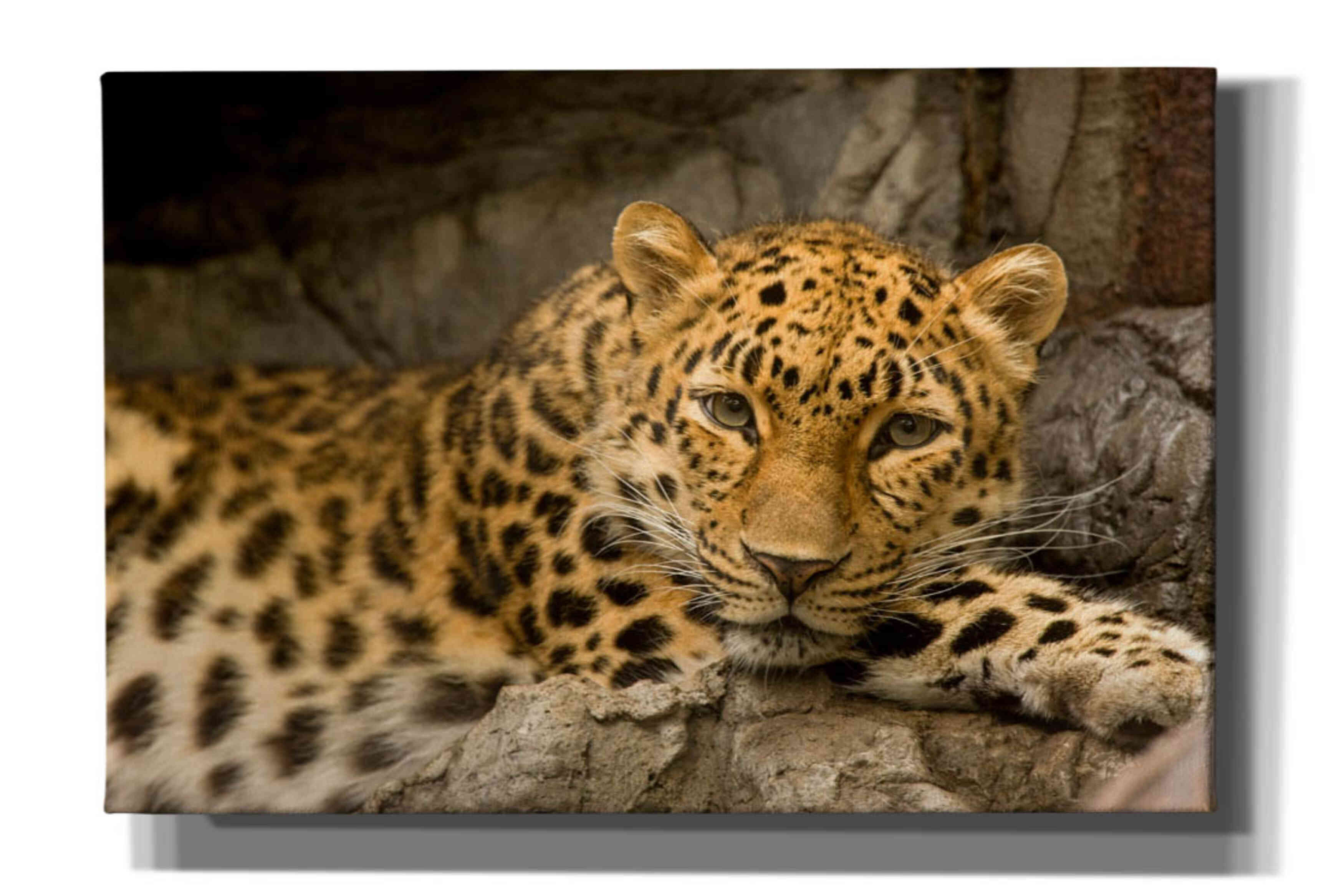 'Denver Zoo Snow Leopard' by Mike Jones, Giclee Canvas Wall Art