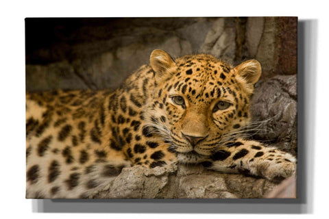 Image of 'Denver Zoo Snow Leopard' by Mike Jones, Giclee Canvas Wall Art