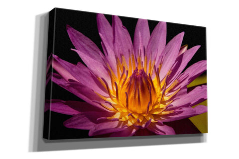Image of 'Fairchild Gardens Lily' by Mike Jones, Giclee Canvas Wall Art