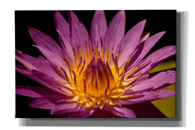 'Fairchild Gardens Lily' by Mike Jones, Giclee Canvas Wall Art